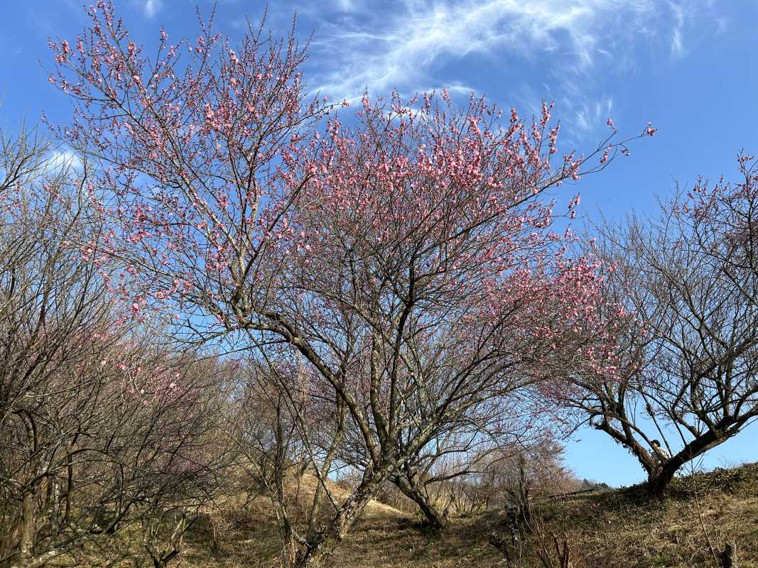 エリザベス 宮脇 るな 本日、17時からです❤️