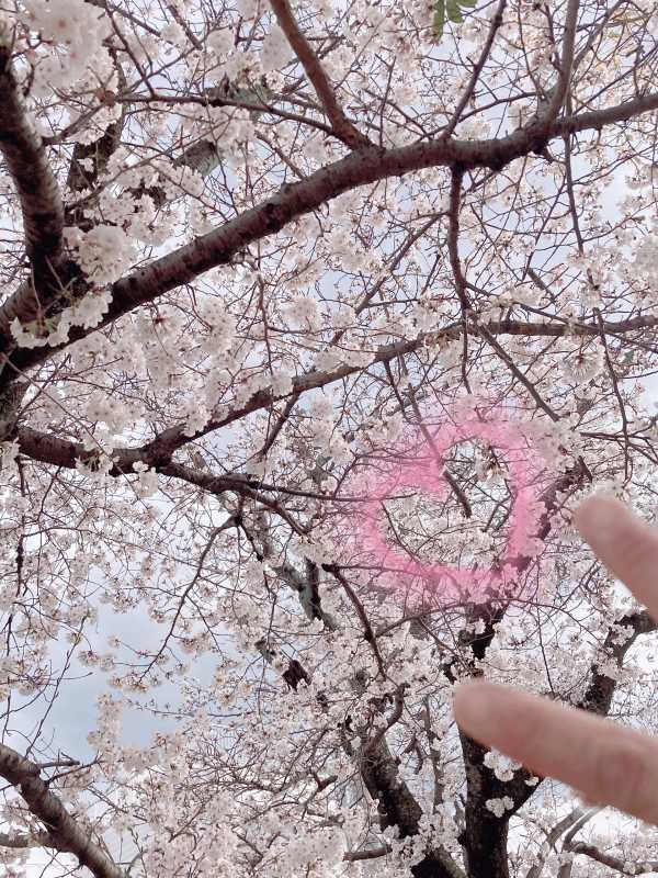 U-S-A 星加　ゆめ お花見行った？？|ू•ω•)ﾁﾗｯ