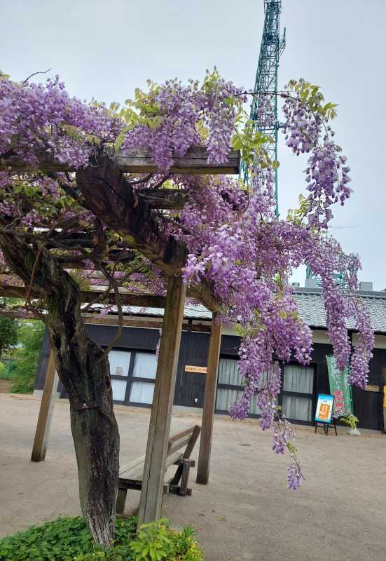 上村　みお藤の花