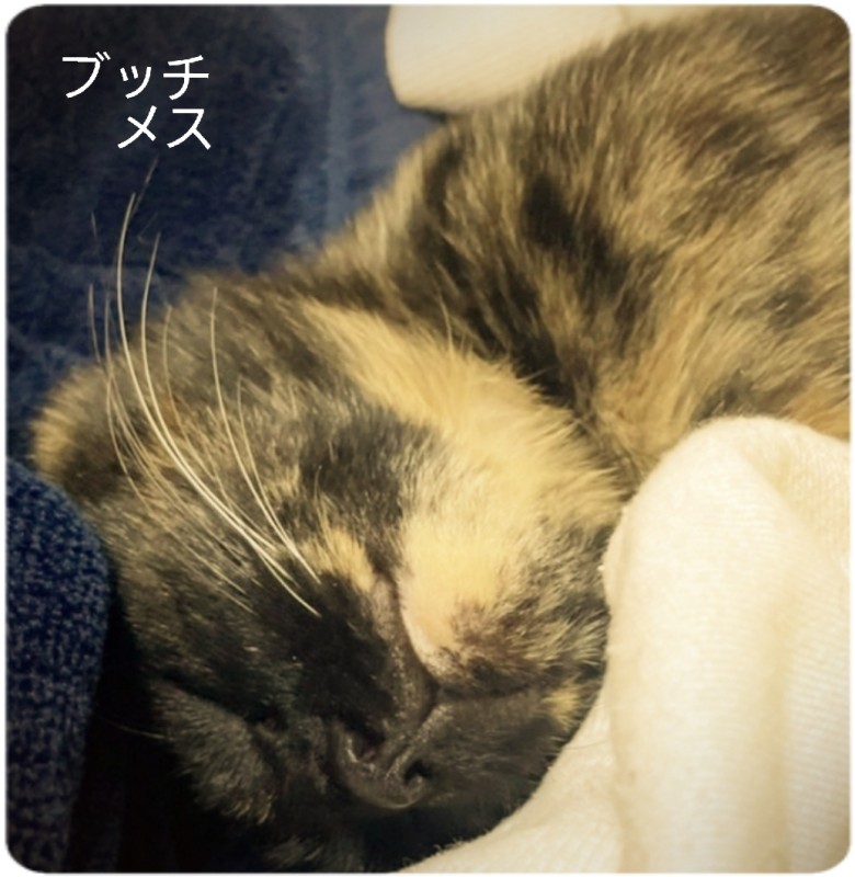 SPAアロマショコラ 一ノ瀬　なな お天気と気分