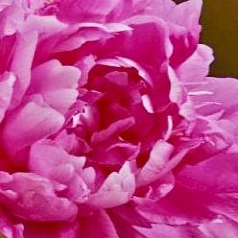 エリザベス 岡本 ゆか ゆかの花・・・☆