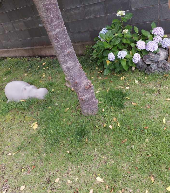 上村　みお梅雨入りしましたね☔