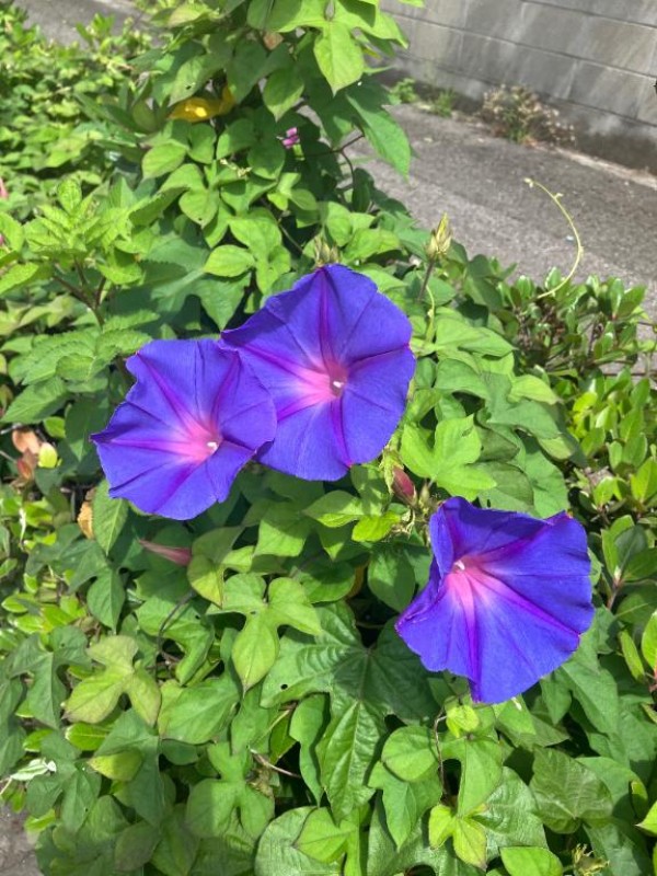 金瓶梅 みれい おはようございます