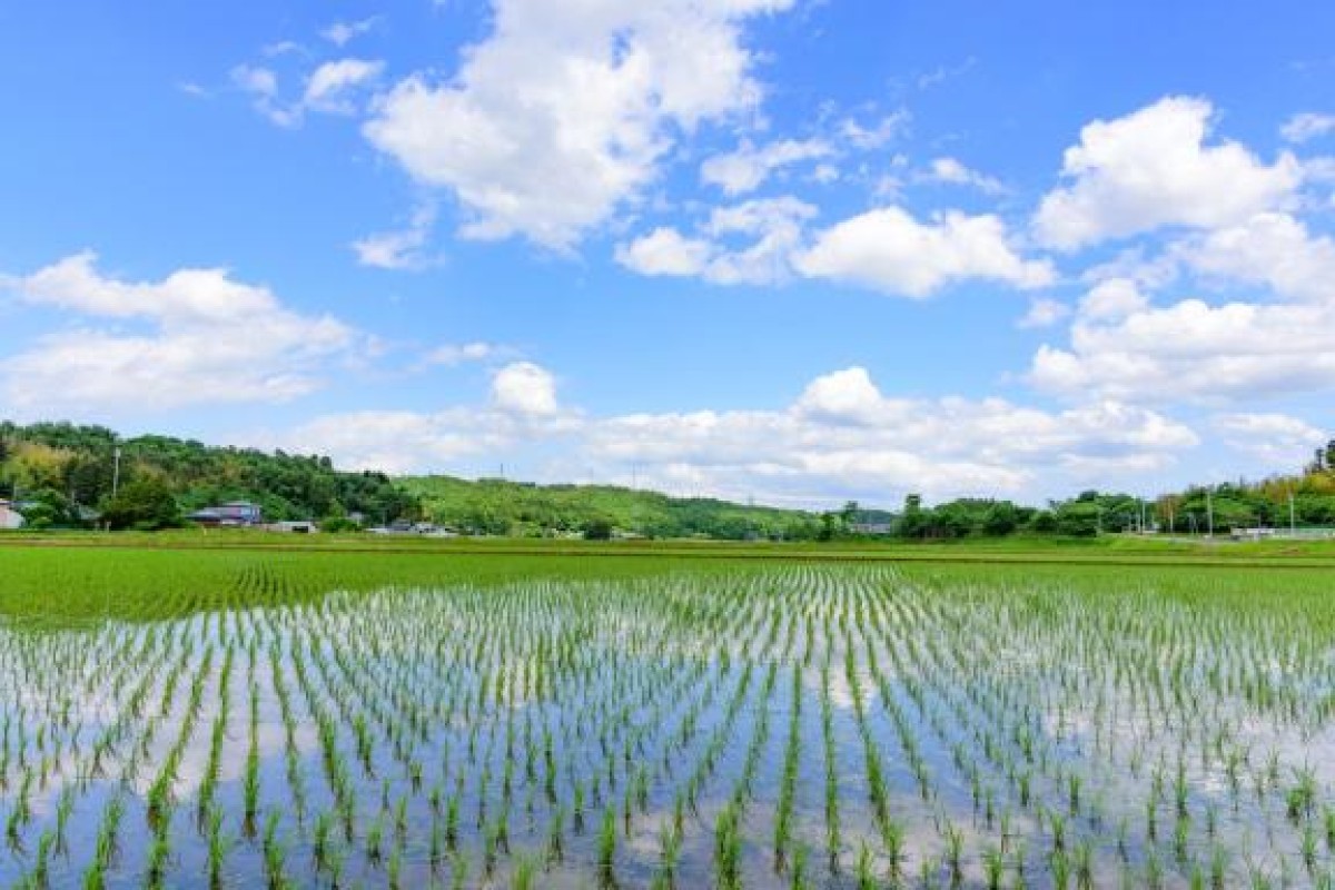 金瓶梅 いろは 365日ありがとうございます