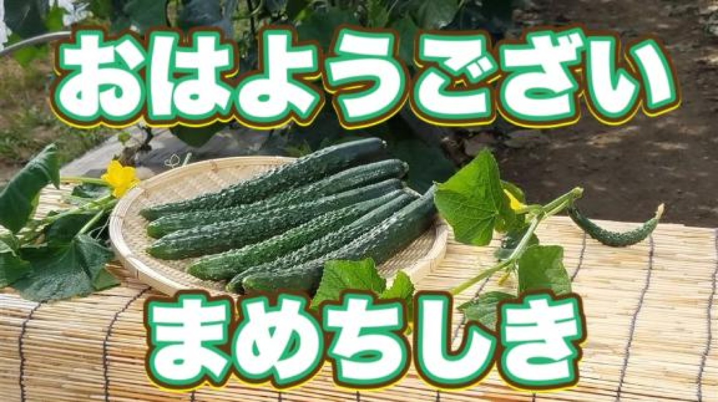 りみか【ロイヤルOP対応】おはようございまめちしき 今日のマメ～ィ
