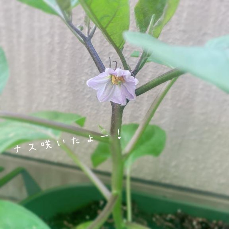 ジャックと豆の木 夢宮 あのん☆理想の女性像 おはようございます?