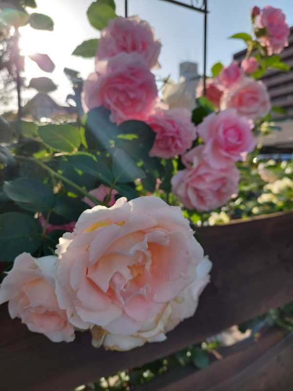 上村　みおありがとうございました💖