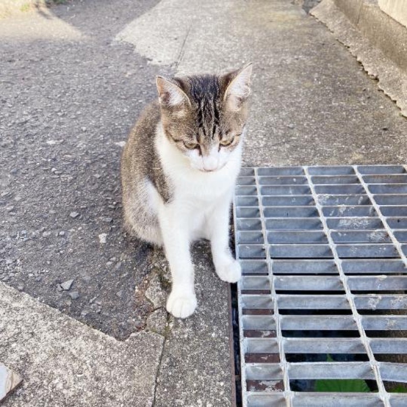 ジャックと豆の木 夢宮 あのん☆理想の女性像 おはようございますっ