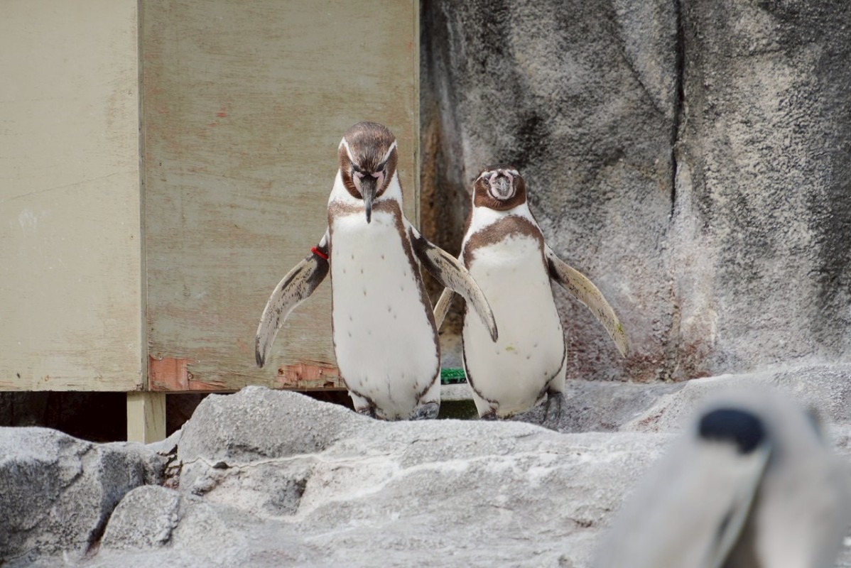 セレブメンエス　ロイヤル 七海　もか 🐧