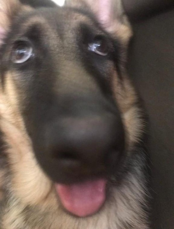 道後トレビの泉 青葉　ことぶき☆あのちゃん激似！ 解き放たれました