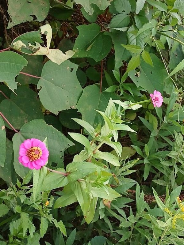 優しいひとづま ももこ【ロイヤルOP対応】 出勤してます???