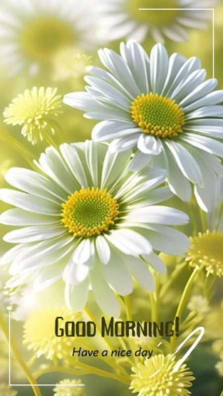 優しいひとづま しの【ロイヤルOP対応】 おはようございます