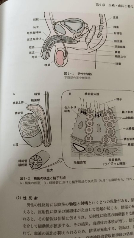 はな～マット＆M性感～心臓の刺激伝導系について正しいのはどれか。