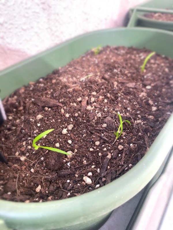 ジャックと豆の木 夢宮 あのん☆理想の女性像 これは、、?