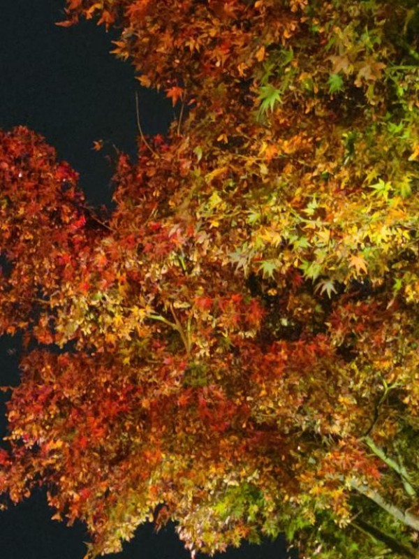 みらい☆スレンダー美BODY[お題]from:ちょっと無理かなさん