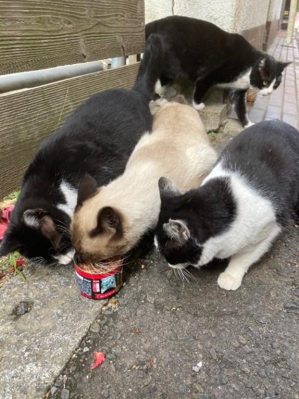 金毘羅ソープ　俺のシンデレラ　必ず見つかる貴方のシンデレラ嬢 りあ♡バニーガールの夢を見る♡ 追加料金