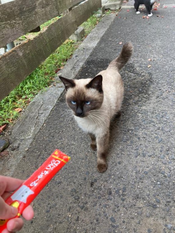 金毘羅ソープ　俺のシンデレラ　必ず見つかる貴方のシンデレラ嬢 りあ♡バニーガールの夢を見る♡ 捨て…???