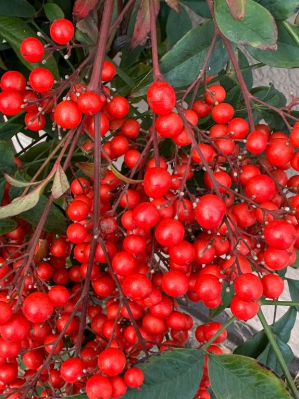 るな[お題]from:グミさん