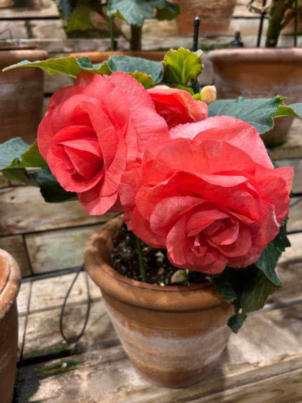 金瓶梅 寧々 ありがとうございます(*^▽^*)