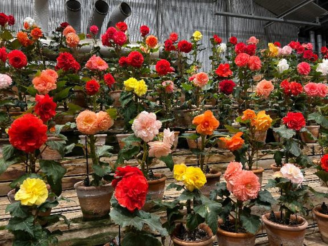 金瓶梅 寧々 ありがとう?