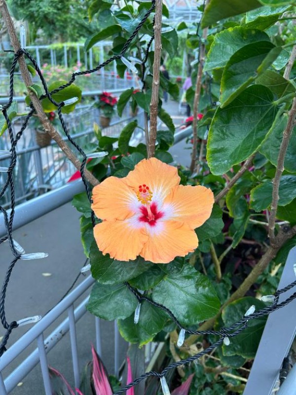 金瓶梅 寧々 出勤しました！