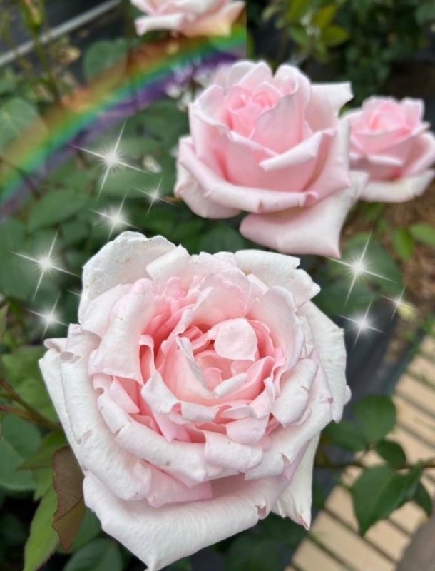 金瓶梅 寧々 ありがとうございました?