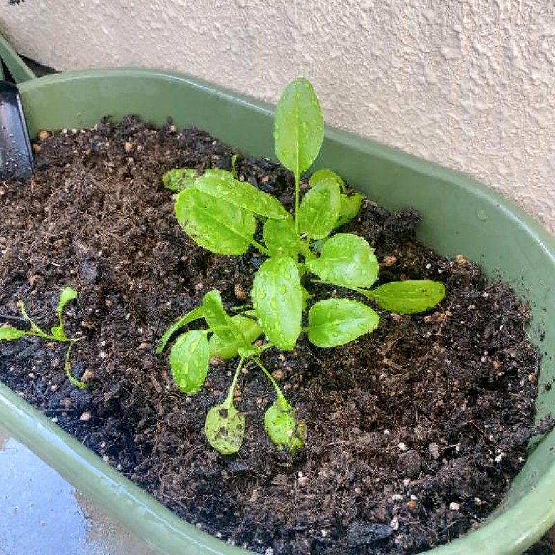 夢宮 あのん☆理想の女性像野菜のお便り?