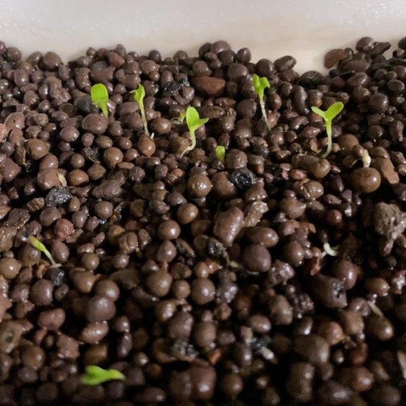 夢宮 あのん☆理想の女性像野菜通信?