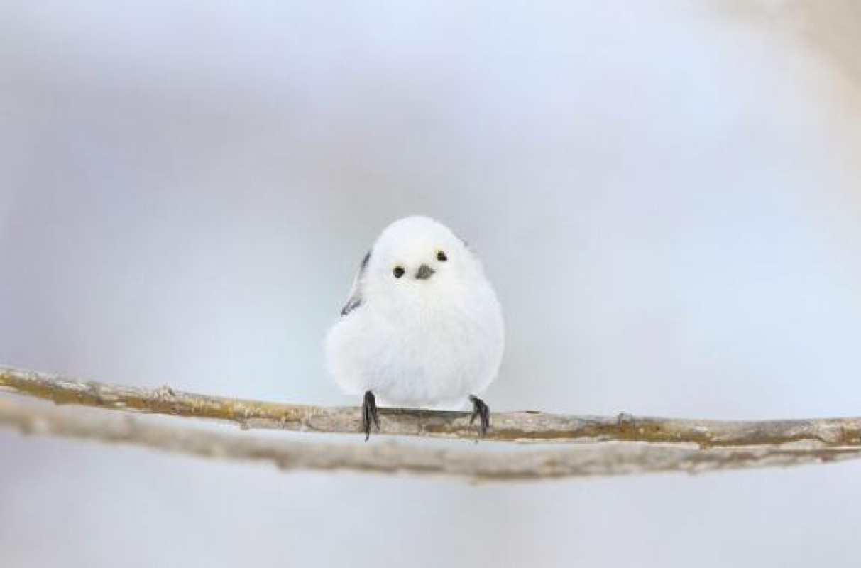 金瓶梅 さとみ ありがとうございます?