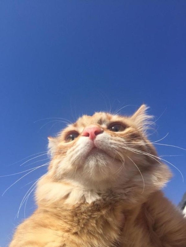 優しいひとづま ゆい　【ロイヤルOP対応】 ??