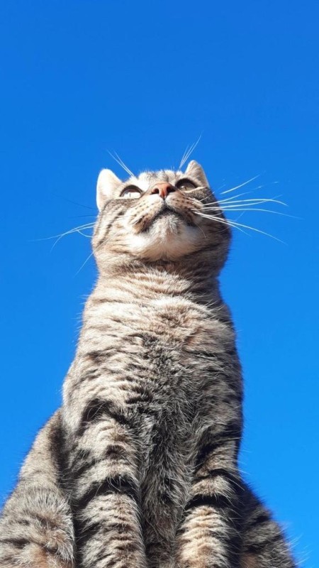 優しいひとづま ゆい　【ロイヤルOP対応】 ?