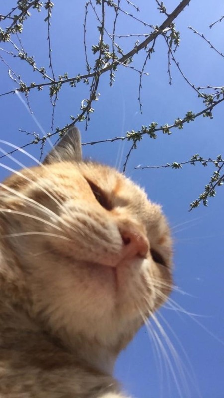 優しいひとづま ゆい　【ロイヤルOP対応】 ?