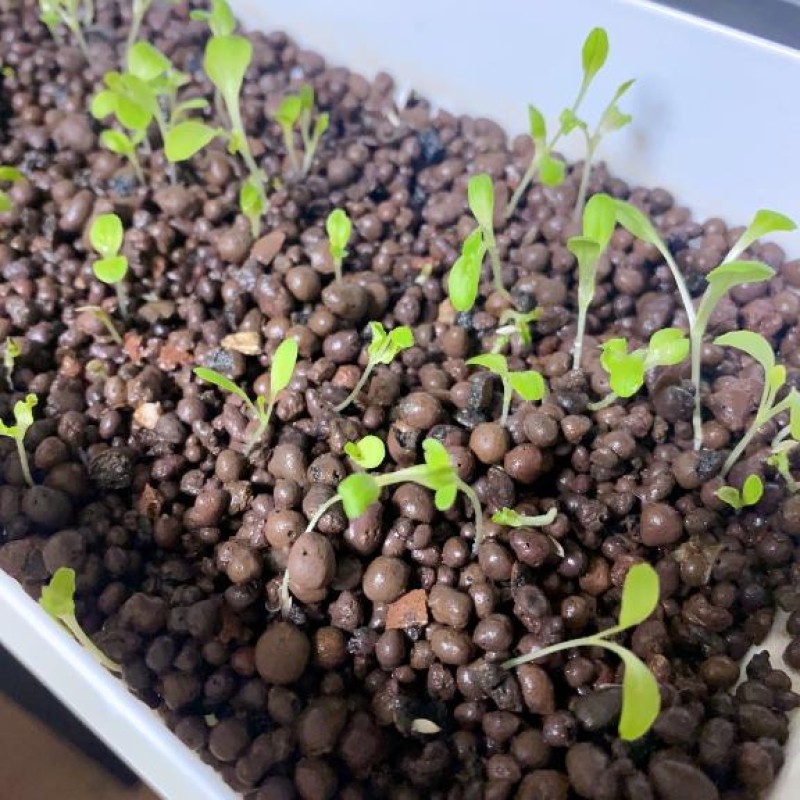 夢宮 あのん☆理想の女性像野菜記録?