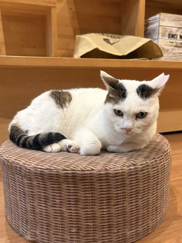 club菜の花 かのん 水祝っ👐🏻👐🏻👐🏻