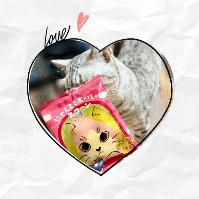 橘　はづき??出遅れﾈｺﾁｬｧﾝ