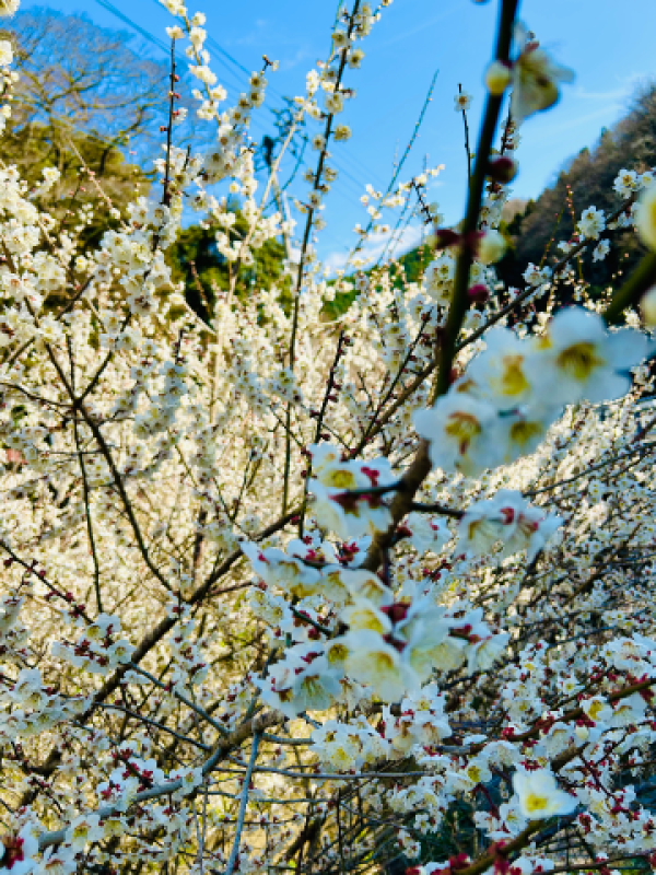 アメイジングビル のあ～マット～ 春を求めて?