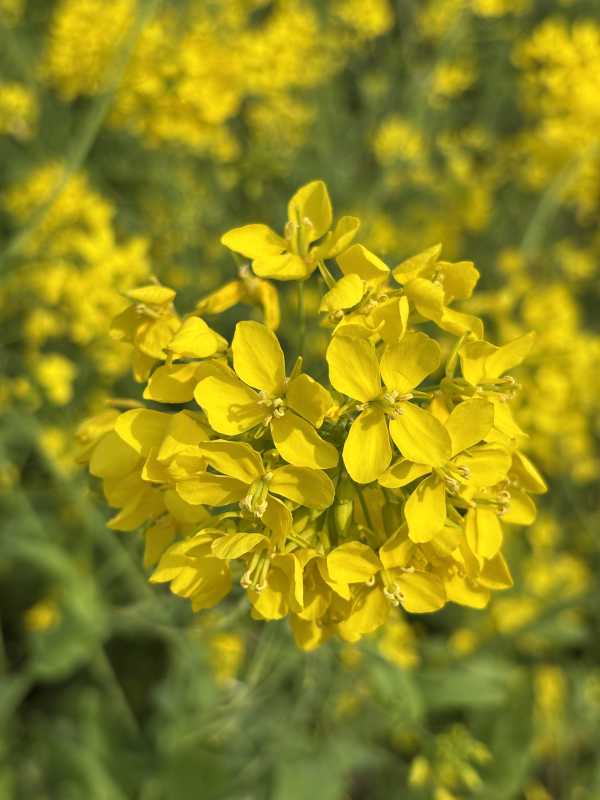 一条　きほ新しいアカウント作りました