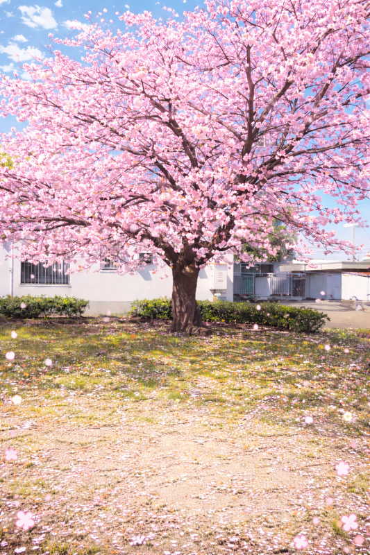 U-S-A 霞　なぎさ 4月🌸