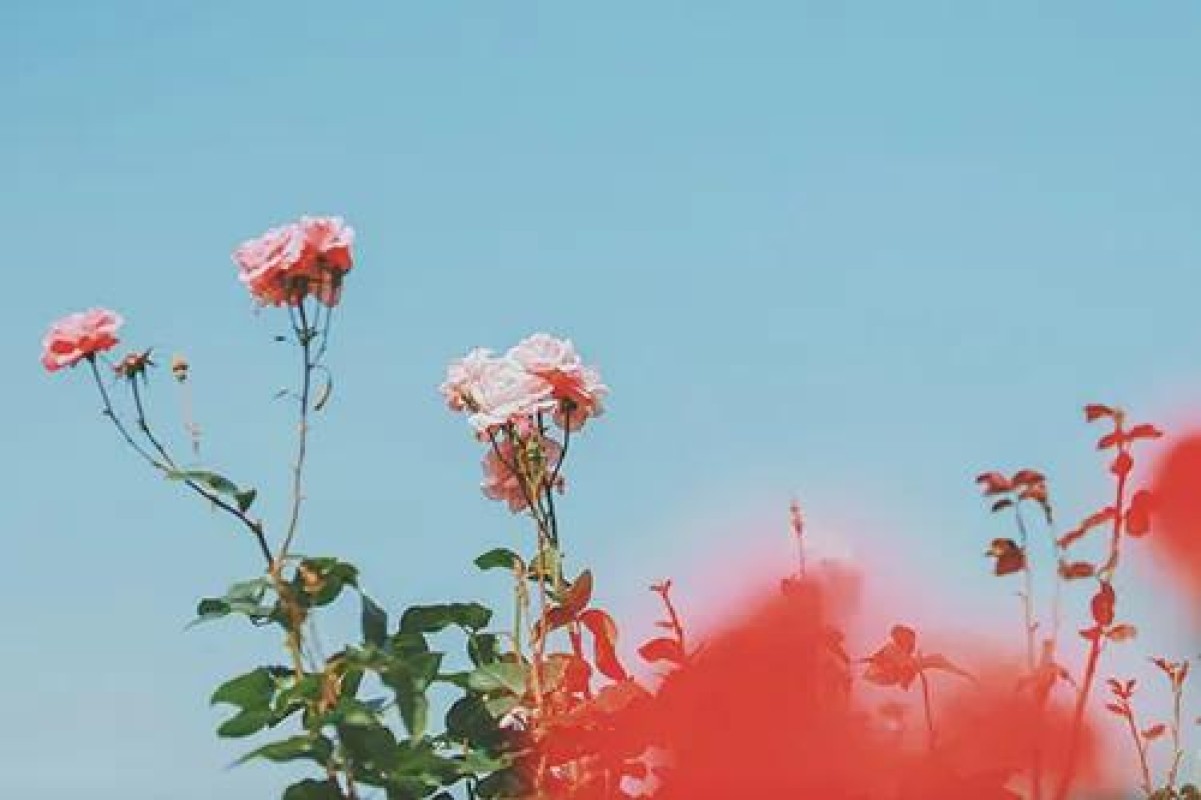 あいな女性の方??