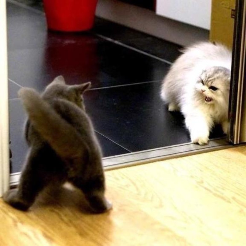 優しいひとづま りみか【ロイヤルOP対応】 (ΦωΦ)