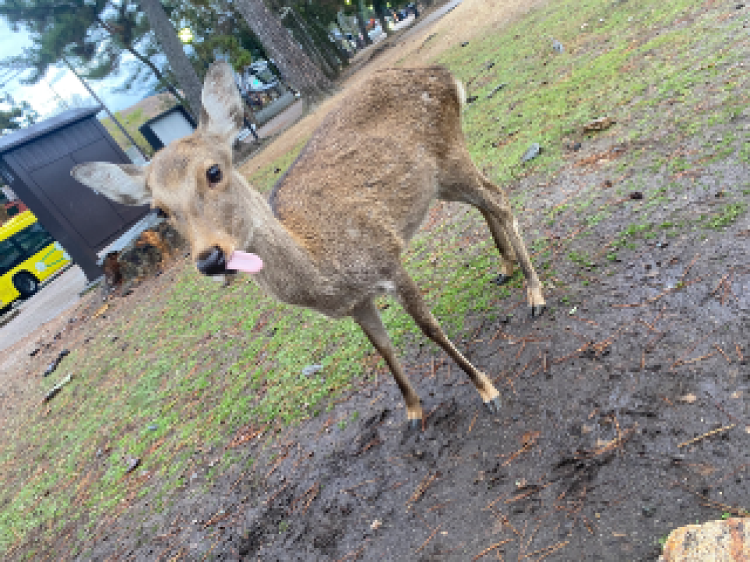日本の文化好き～??