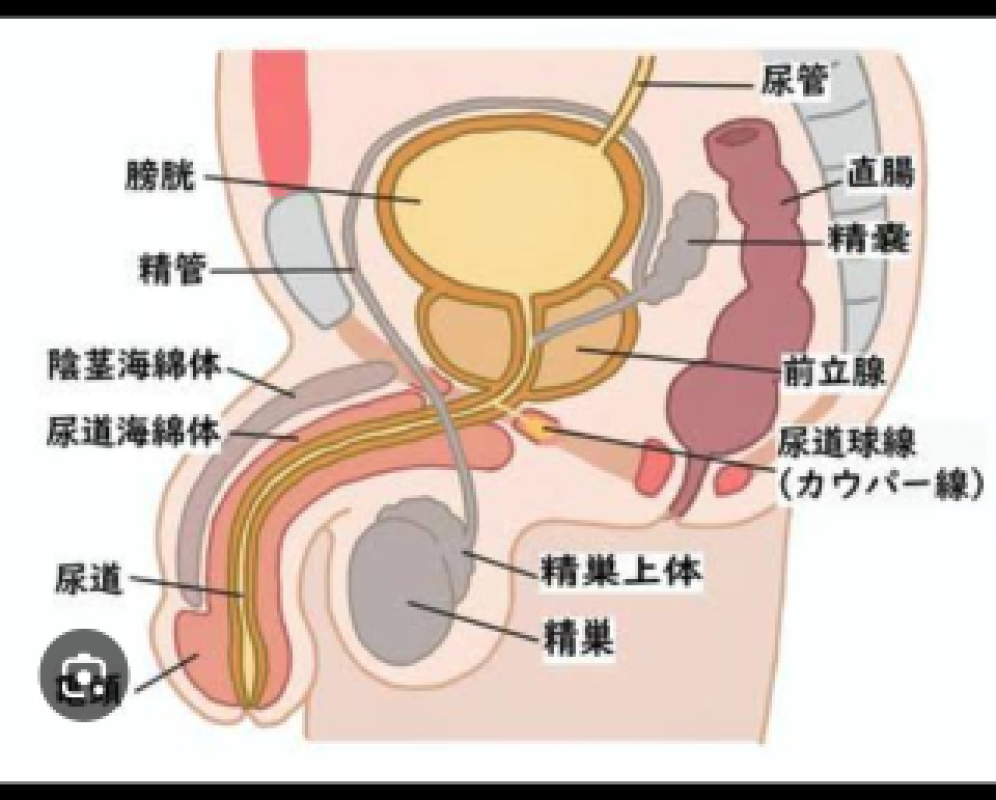 アメイジングビル セイラ～SM～ ドライとウエットが違うように