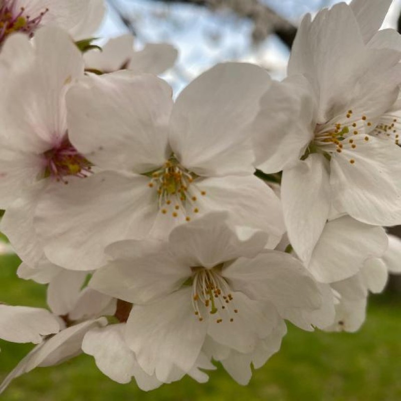 高松トレビの泉 香澄～かすみ～ 最後であろうお花見してきました！?