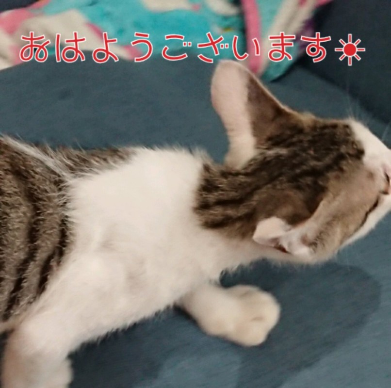 2026年06月08日 05:35 優しいひとづまいと【ロイヤルOP対応】(47)の写メブログ：タイムリー?【アニマル診断】今日の運勢ランキングの画像