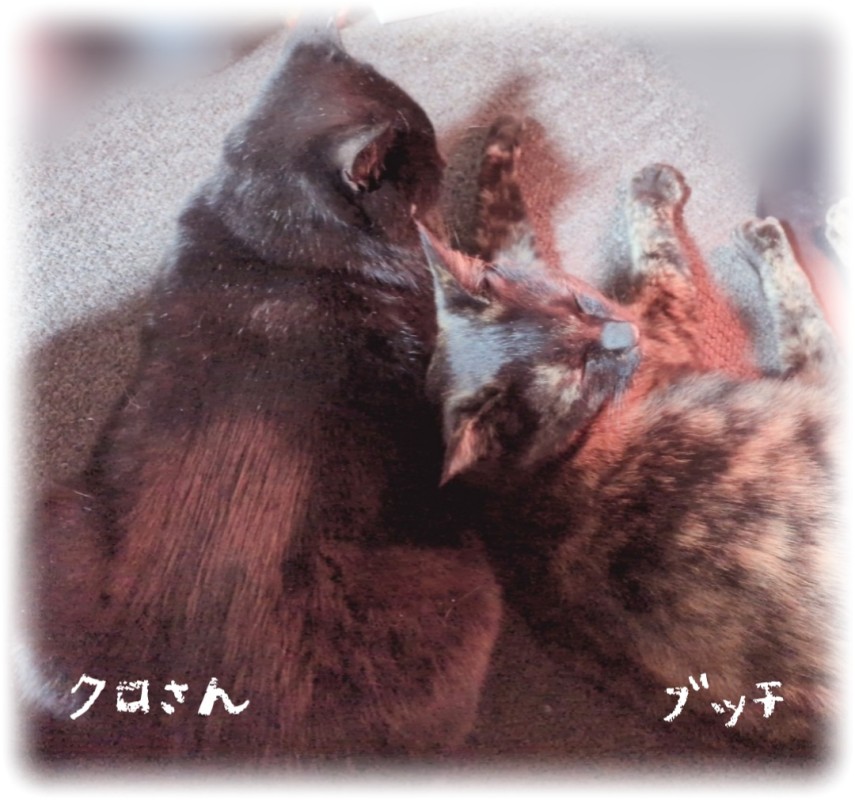 ブログ画像