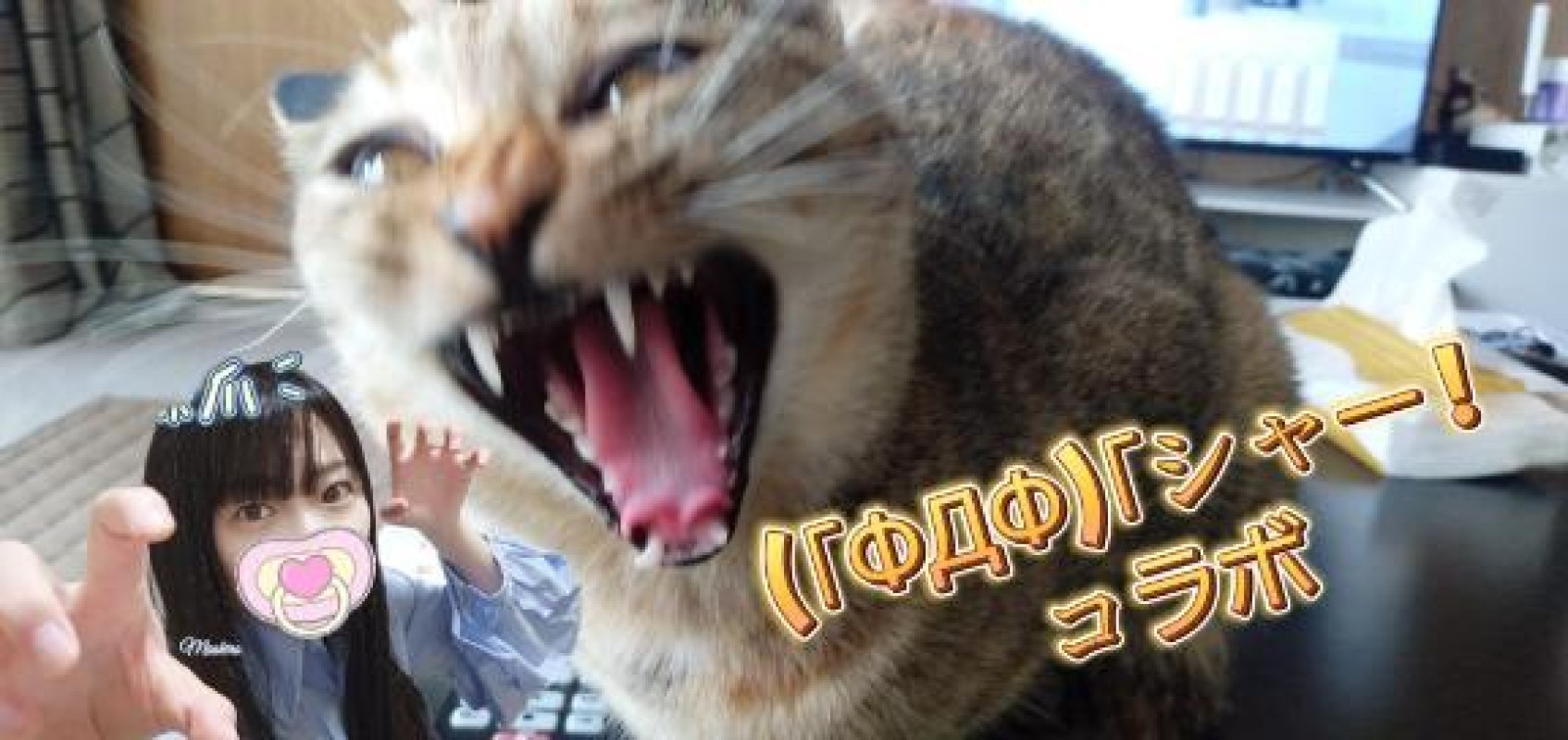雪鍋　ましろ【プレミア】猫ちゃんはエロかわだと思います