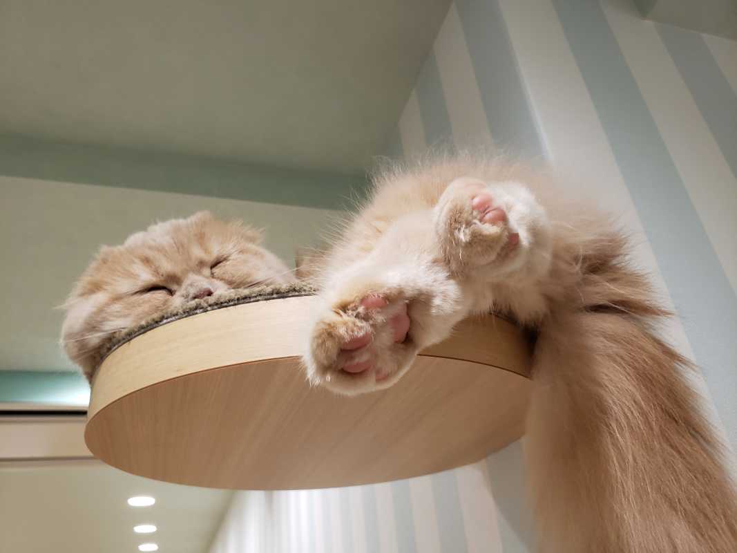 白波みな🐾