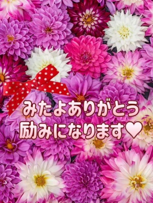 りみか【ロイヤルOP対応】みたよありがとう(??????)ﾍﾟｺﾘｰﾇ