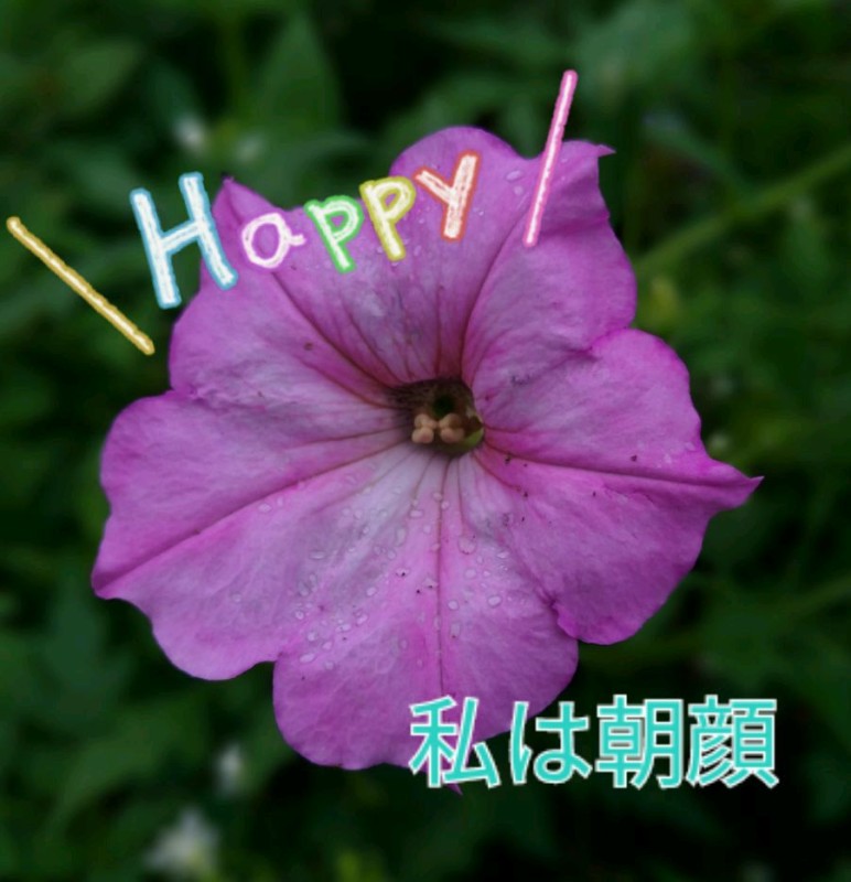 2026年08月09日 05:00 優しいひとづまいと【ロイヤルOP対応】(47)の写メブログ：会いたいひとには会えない?【アニマル診断】今日の運勢ランキングの画像