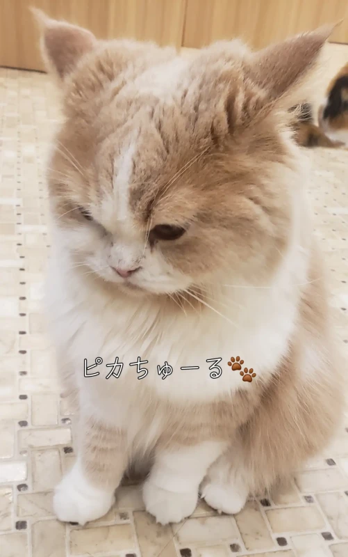 白波みな🐭
